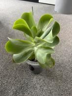 Kalanchoe Thyrsiflora / woestijnroos / flapjack, Huis en Inrichting, Kamerplanten, Vetplant, In pot, Minder dan 100 cm, Groene kamerplant