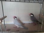 Rijstvogels tentoonstellingskwaliteit, Dieren en Toebehoren, Meerdere dieren, Tropenvogel