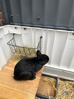 konijntje, Dieren en Toebehoren, Konijnen, Mannelijk, Klein, 0 tot 2 jaar
