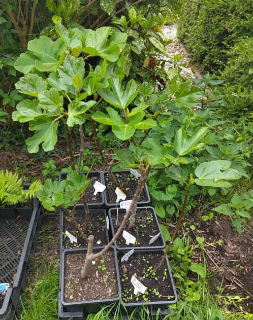 Tuin = Fruitboom = Vijg - Ficus Carica - Vijgenboom - 60cm, Tuin en Terras, Planten | Fruitbomen, Vijgenboom, Minder dan 100 cm