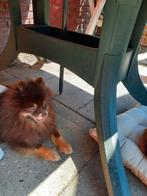 Pomeriaan Dekreu. (Hij is niet te koop ), Dieren en Toebehoren, Honden | Poolhonden, Keeshonden en Oertypen, Keeshond, Reu, Eén hond