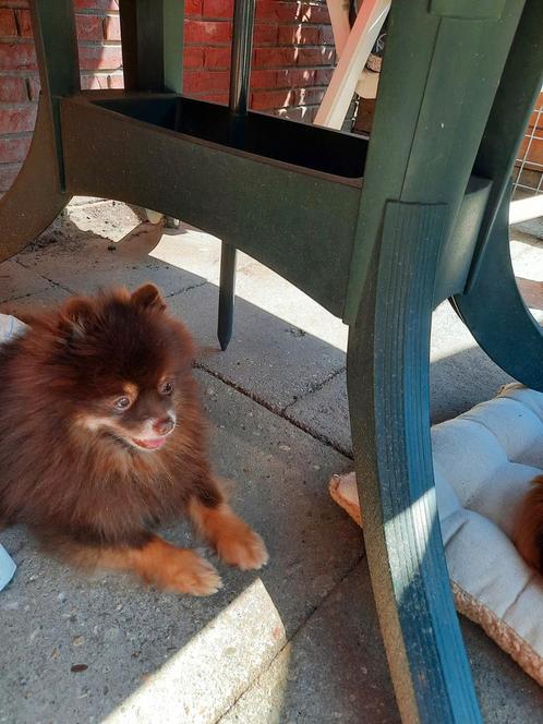 Pomeriaan Dekreu. (Hij is niet te koop ), Dieren en Toebehoren, Honden | Poolhonden, Keeshonden en Oertypen, Reu, Keeshond, Particulier