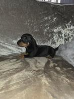 Kaninchen teckels, Dieren en Toebehoren, Kaninchen, Parvo, 8 tot 15 weken, Korthaar