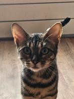 Bengaalse poes/kitten, Dieren en Toebehoren, Katten en Kittens | Raskatten | Korthaar, Poes