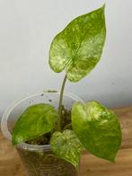 Alocasia Macrorrhiza Splash Variegata #1, Ophalen of Verzenden, Halfschaduw, Minder dan 100 cm