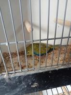 Elegant pop, Dieren en Toebehoren, Vrouwelijk, Parkiet