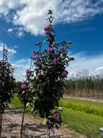 Hirbiscus boompjes, Volle zon, Minder dan 100 cm, Zomer, Overige soorten