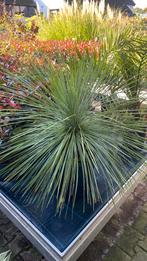 Yucca linearifolia nu 25% korting, Ophalen, Overige soorten, Volle zon
