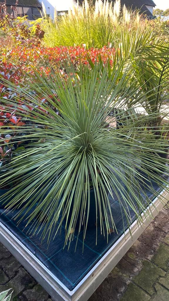 Yucca linearifolia nu 25% korting, Tuin en Terras, Planten | Tuinplanten, Overige soorten, Volle zon, Ophalen