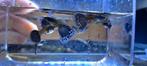 Kweekgroep full blue singa guppen, Vis, Zoetwatervis