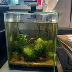 30L aquarium met alles, Dieren en Toebehoren, Vissen | Aquaria en Toebehoren, Ophalen, Zo goed als nieuw, Gevuld zoetwateraquarium