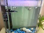 5 vissen, Dieren en Toebehoren, Vissen | Aquariumvissen, Vis