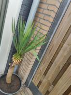 yucca, Tuin en Terras, Planten | Bomen, Volle zon, 100 tot 250 cm, Zomer, Overige soorten