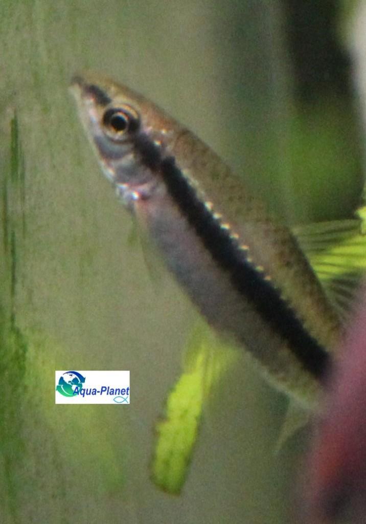 Siamese algeneter, Dieren en Toebehoren, Vissen | Aquariumvissen, Zoetwatervis, Vis, Schoolvis