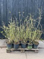 Bod gevraagd partij bladverliezende Azalea 80-100cm, Tuin en Terras, Ophalen, Rhododendron
