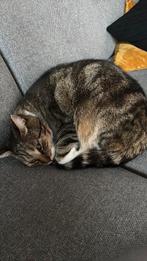 Mooie kat zoekt nieuw huisje, Dieren en Toebehoren, Katten en Kittens | Raskatten | Korthaar, Kater, Gechipt