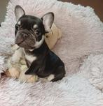 Franse Bulldog pups 3 teefjes en 2 reutjes, Particulier, Rabiës (hondsdolheid), 15 weken tot 1 jaar, Buitenland