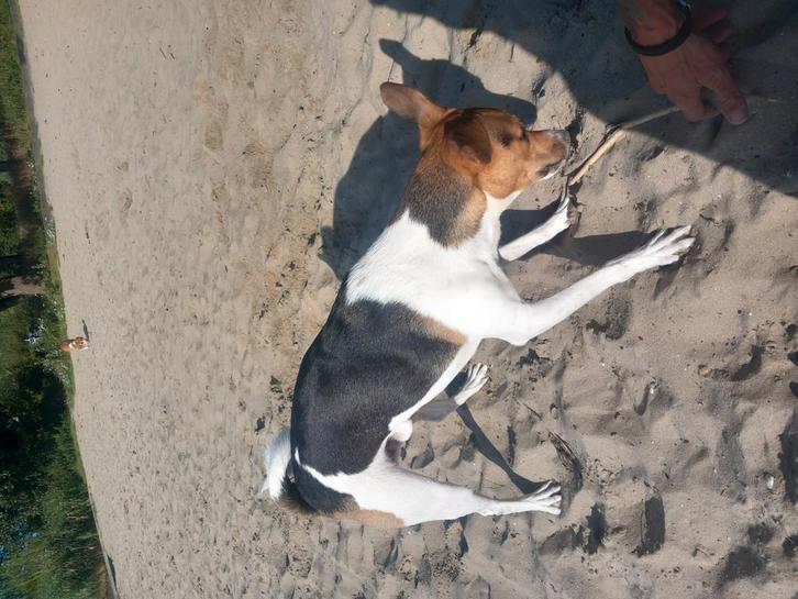 Hondenoppas, Dieren en Toebehoren, Overige Dieren-accessoires, Ophalen