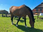 Plekje gezocht voor mijn 20 jarige merrie., Dieren en Toebehoren, Paarden, Merrie, Gechipt, L, 160 tot 165 cm