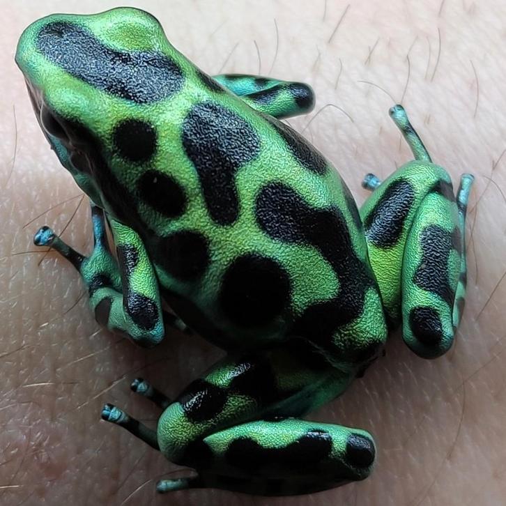 Dendrobates auratus, vele varianten beschikbaar, Dieren en Toebehoren, Reptielen en Amfibieën, Amfibie, 0 tot 2 jaar
