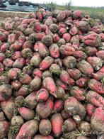 Voederbieten, Ophalen