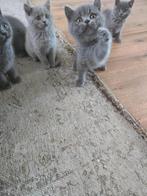 Britse korthaar kittens, Dieren en Toebehoren, Katten en Kittens | Raskatten | Korthaar, Meerdere dieren, 0 tot 2 jaar
