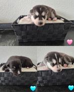 Pomsky pups 🩵🩵🩷(mini husky) Mogen eind december verhuizen, Dieren en Toebehoren, Overige rassen, CDV (hondenziekte), 8 tot 15 weken