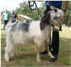 Landgeit te koop, Dieren en Toebehoren, Schapen, Geiten en Varkens, Mannelijk, Geit, 0 tot 2 jaar