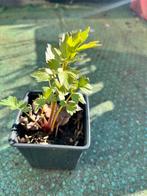 Diverse tuinplanten, bomen en struiken, Ophalen, Zomer, Overige soorten, Volle zon