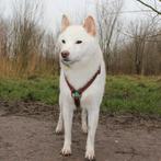 Mylo ,Shiba inu 6 jaar, Dieren en Toebehoren, 6 jaar of ouder, Eén hond, Nederland, Particulier