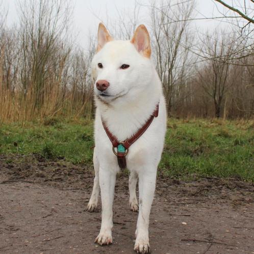 Mylo ,Shiba inu 6 jaar, Dieren en Toebehoren, Honden | Poolhonden, Keeshonden en Oertypen, Reu, Overige rassen, Particulier, Eén hond