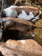 Toggenburger Bok, Dieren en Toebehoren, Schapen, Geiten en Varkens, Mannelijk, Geit, 0 tot 2 jaar