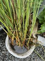 Kleine lisdodde, vijverplant, waterplant, Tuin en Terras, Planten | Tuinplanten, Ophalen, Volle zon, Vaste plant, Zomer