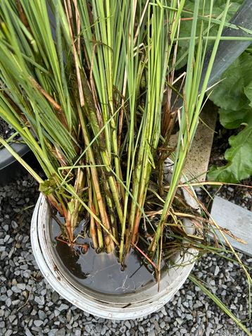 Kleine lisdodde, vijverplant, waterplant beschikbaar voor biedingen