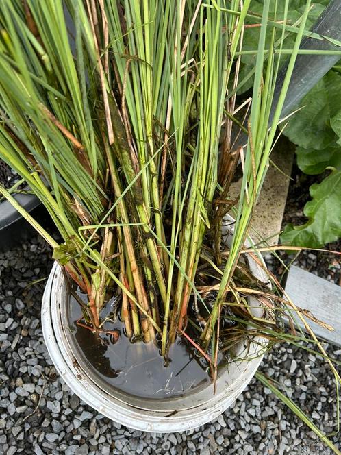 Kleine lisdodde, vijverplant, waterplant, Tuin en Terras, Planten | Tuinplanten, Vaste plant, Vijverplanten, Volle zon, Zomer