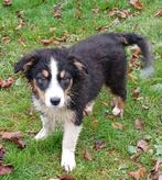 Australische herder pups, Dieren en Toebehoren, Honden | Herdershonden en Veedrijvers, België, Fokker | Hobbymatig, Rabiës (hondsdolheid)