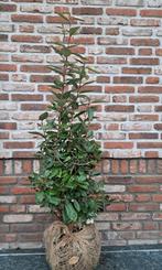 Olijfwilg - Elaeagnus haagplant, Tuin en Terras, Planten | Bomen, Ophalen