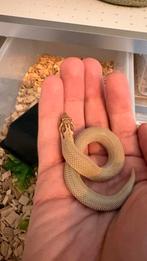 Heterodon nasicus Arctic Superconda (nakweek 2025), Slang, Tam, 0 tot 2 jaar