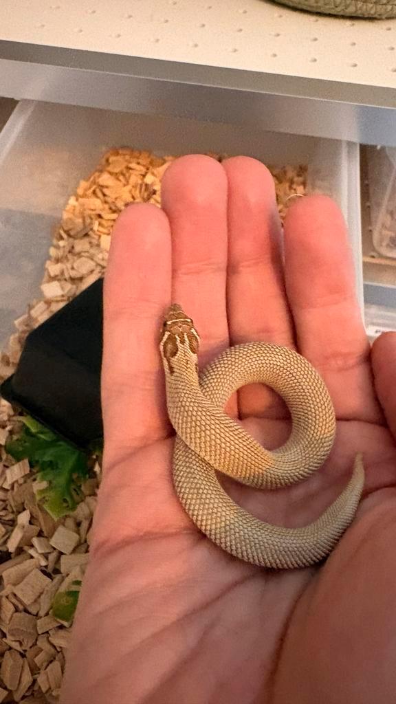 Heterodon nasicus Arctic Superconda (nakweek 2025)