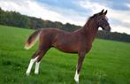 Tekoop: Gelders Hengst Veulen, Gechipt, 0 tot 2 jaar, Hengst, 170 tot 175 cm