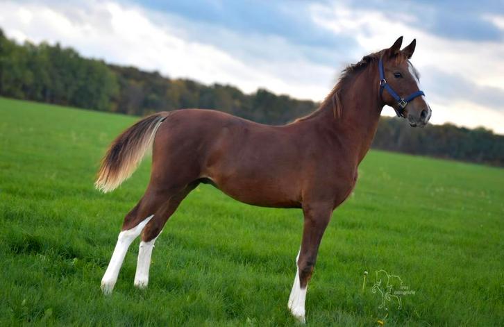 Tekoop: Gelders Hengst Veulen, Dieren en Toebehoren, Paarden, Hengst, 170 tot 175 cm, 0 tot 2 jaar, Recreatiepaard, Met stamboom