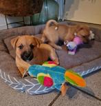 Te koop prachtige nestje jack Russell X cairn terriër puppy', Parvo, Jack Russell Terriër, 8 tot 15 weken, Meerdere