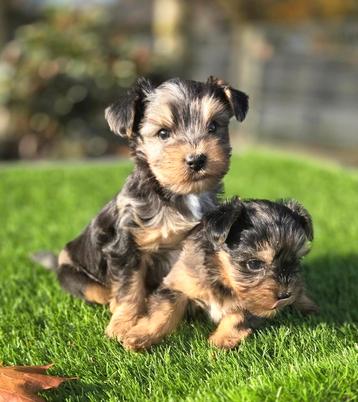 Te koop mooie Boomer pups  beschikbaar voor biedingen