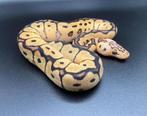 1.0 Pastel Clown ball python regius te koop, Dieren en Toebehoren, Slang, Tam, 0 tot 2 jaar