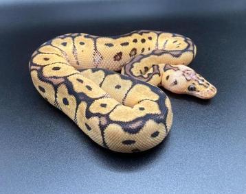 1.0 Pastel Clown ball python regius te koop beschikbaar voor biedingen