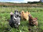 Mooie jonge Orpington kippen, gesekst en ingeënt, Dieren en Toebehoren, Pluimvee, Vrouwelijk, Kip