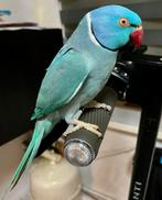 Handtamme super lieve goed pratende halsband parkiet blauw!, Mannelijk, Parkiet