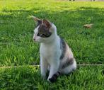 Lieve boerderij kittens te koop, Dieren en Toebehoren, Katten en Kittens | Overige Katten, Meerdere dieren, Kortharig, 0 tot 2 jaar