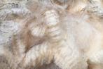 Ongewassen wol texelaar wit 1 kilo, Hobby en Vrije tijd, Spinnewielen en Spinnen, Nieuw, Overige typen, Ophalen of Verzenden