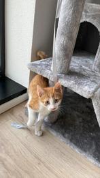 Kittens, Dieren en Toebehoren, Kater, Ontwormd, 0 tot 2 jaar